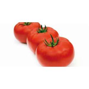 Царин F1 - томат індетермінантний, 500 насіння, Syngenta (Сингента), Голландія фото, цiна